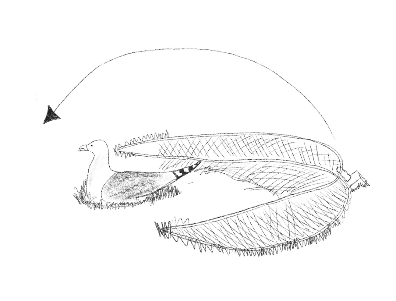 Line drawing sketch of a bird sitting on ground in front of a bow-shaped trap Line drawing sketch of a bird sitting on ground in front of a bow-shaped trap