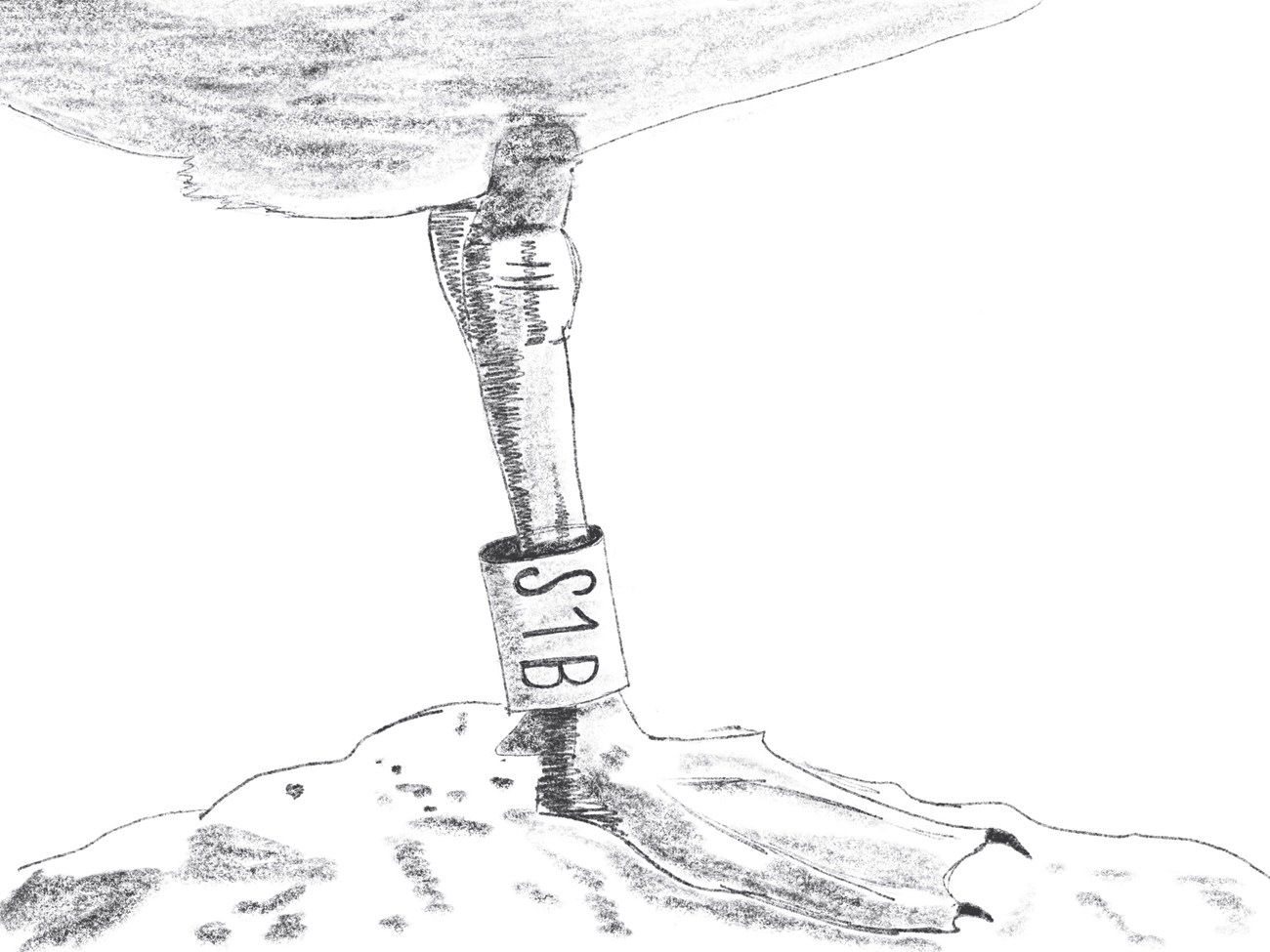 Line drawing sketch of a bird's webed foot on a rock with a band around the leg labeked "S1B" Line drawing sketch of a bird's webed foot on a rock with a band around the leg labeked "S1B"