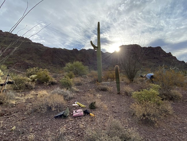 Technician with gear stands next to a transect tape running past tall cacti.