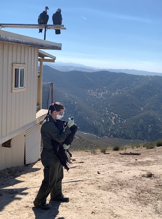 A woman in NPS uniform wearing a mask, goggles, and gloves holds a juvenile condor