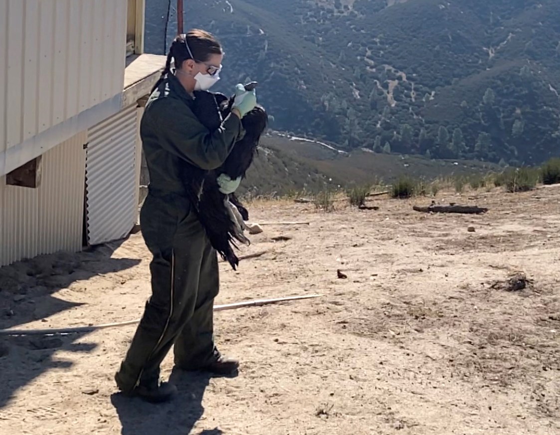 Woman in NPS uniform, face mask and gloves handling a juvenile condor. Two vultures sit on the roof of a building next to her.