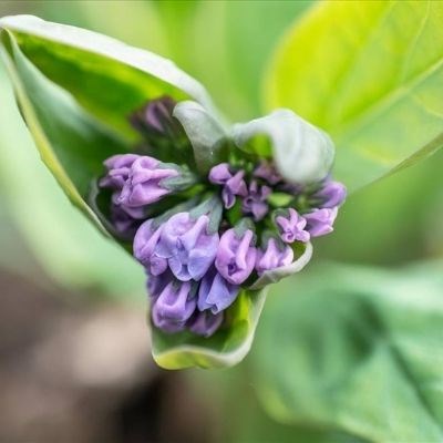 Virginia Bluebells Up close image of the purple and blue Virginia Bluebells flower.