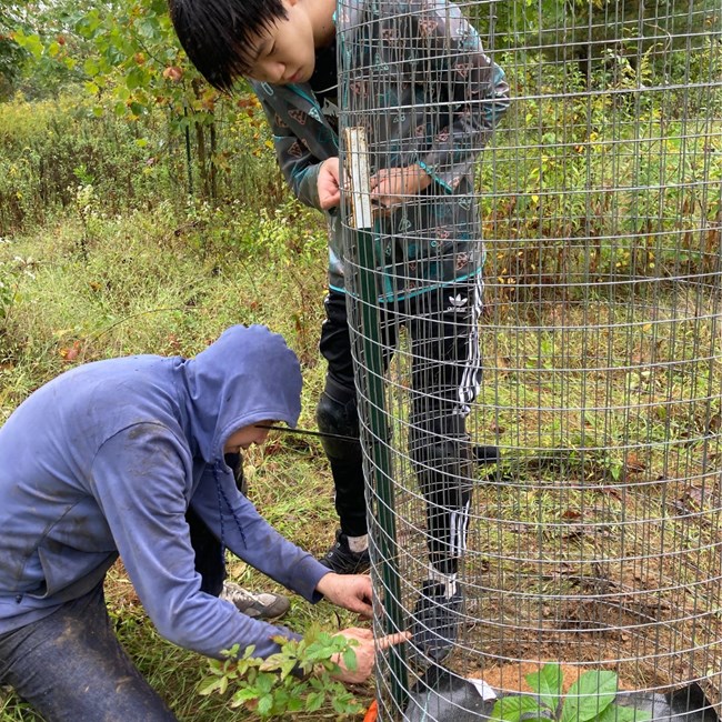 Weed Warrior volunteers are shown installing a tree cage around a young tree. Weed Warrior volunteers are shown installing a tree cage around a young tree.