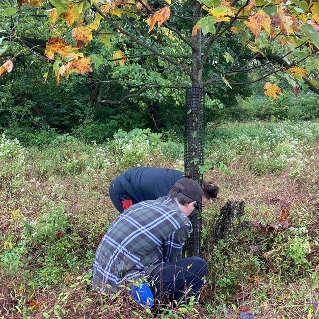 Weed Warrior volunteers are shown installing a tree cage around a tree. Weed Warrior volunteers are shown installing a tree cage around a tree.