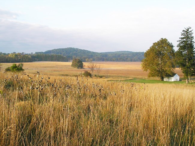 Tall yellow grasses with fields in the distance. Tall yellow grasses with fields in the distance.