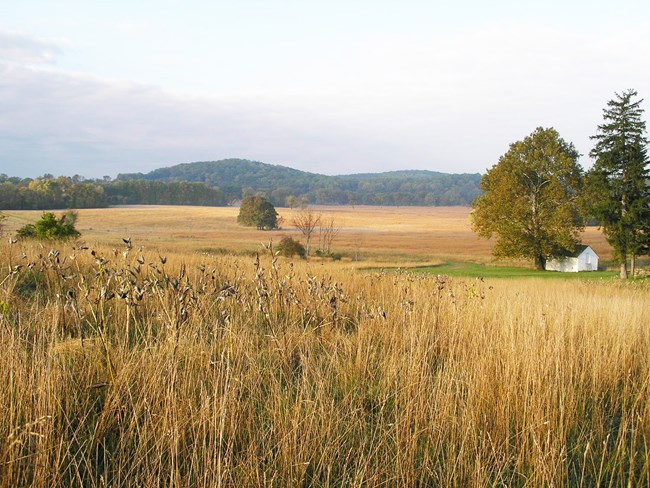 Tall yellow grasses with fields in the distance.