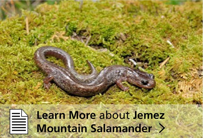 Learn More about the Jemez Mountains Salamander salamander