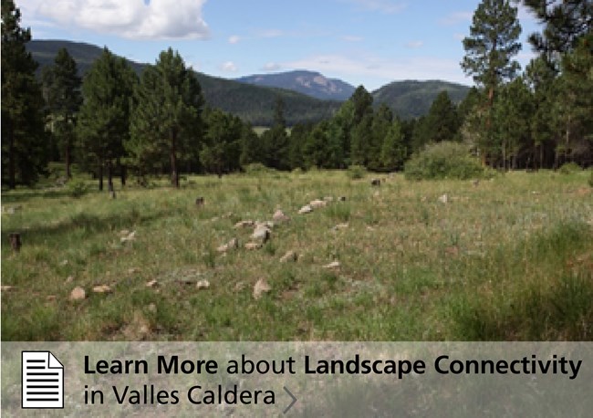 VALL Learn More about Landscape Connectivity Spruce fir forest, green grass in the foreground.