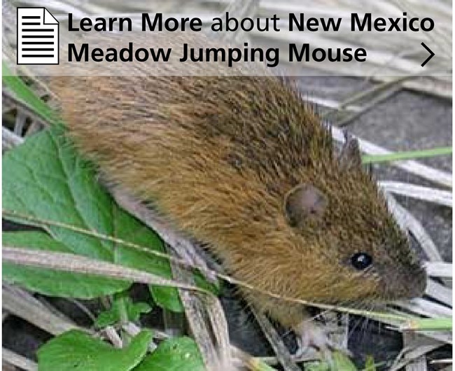 Learn More about New Mexico Meadow Jumping Mouse Habitat Mouse with long back feet