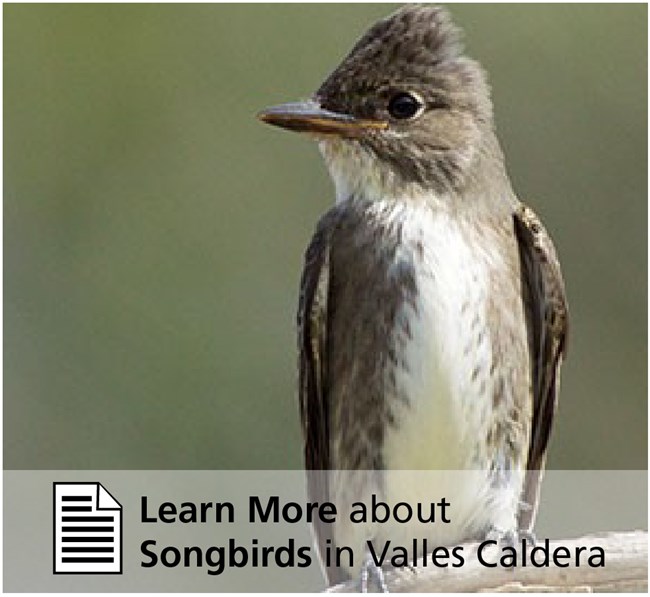 Learn More about Songbirds in Valles Caldera Grey bird perched on a branch