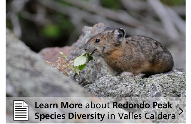 Click here to lean more! Small brown mammal among the rocks