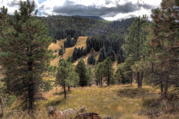 songbird habitat Hillsides with large evergreen and short brown grasses