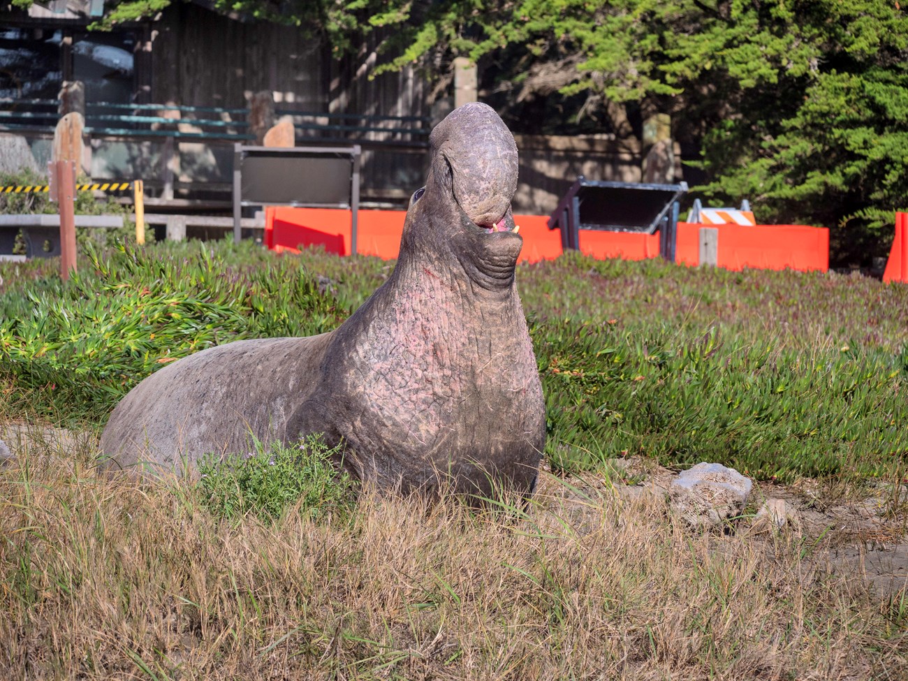 Vocalizing bull A large male seal raises his head so that his proboscis droops into his mouth, with visitor center building in background.