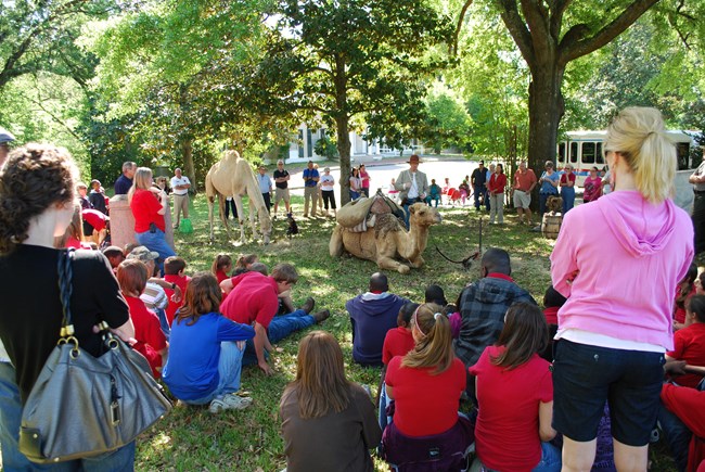 A crowd of visitors watching a camel program