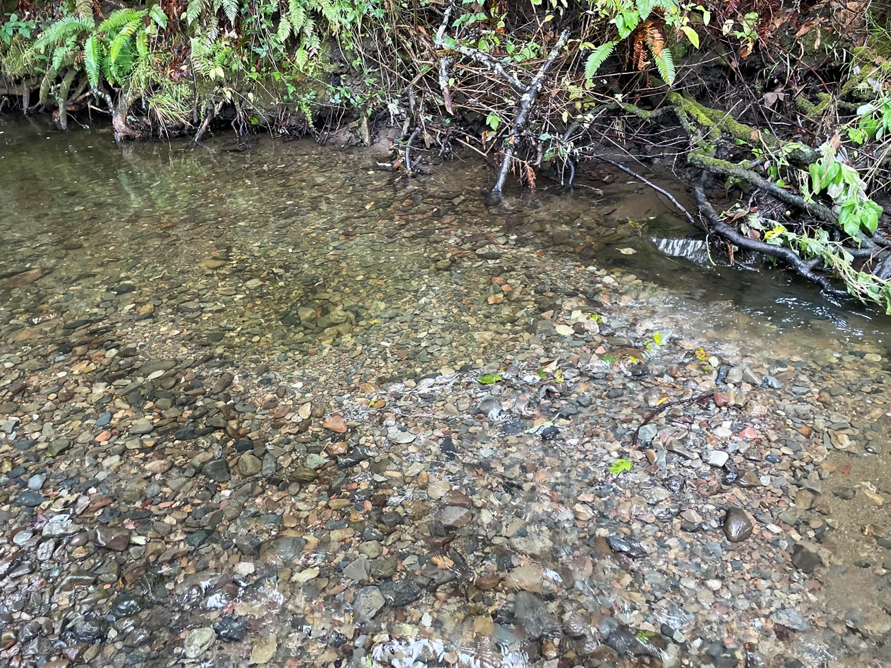 Coho redd Water flowing over a gravelly section of creek bed. A patch of gravel is lighter than the rest and there's a depression in the middle of that patch and a small pile of gravel just downstream of the depression.