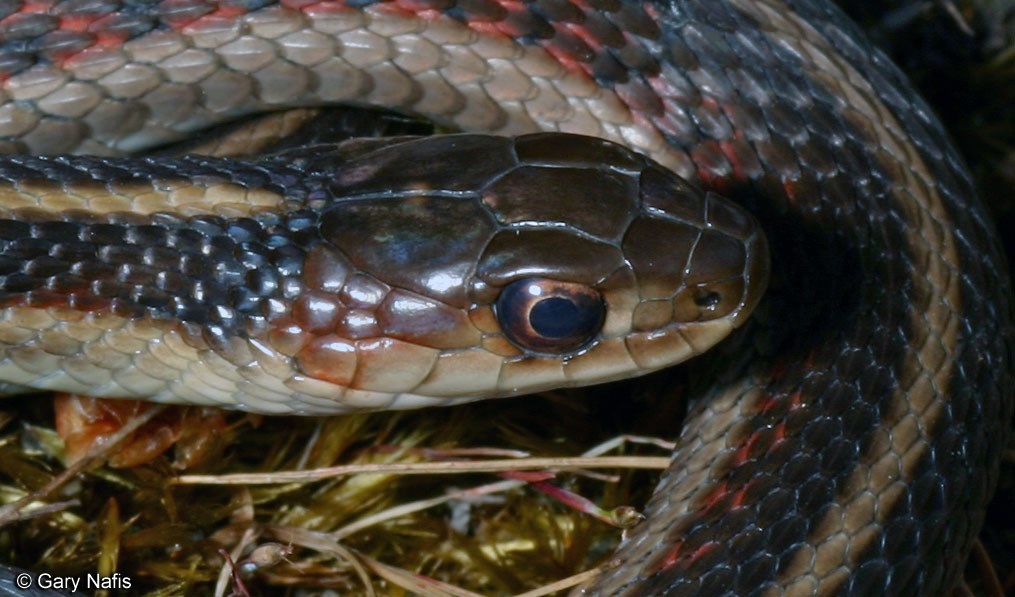 Close up of snake head with black eyes, dark brown cap edged in red and light coloration underneath mouth.