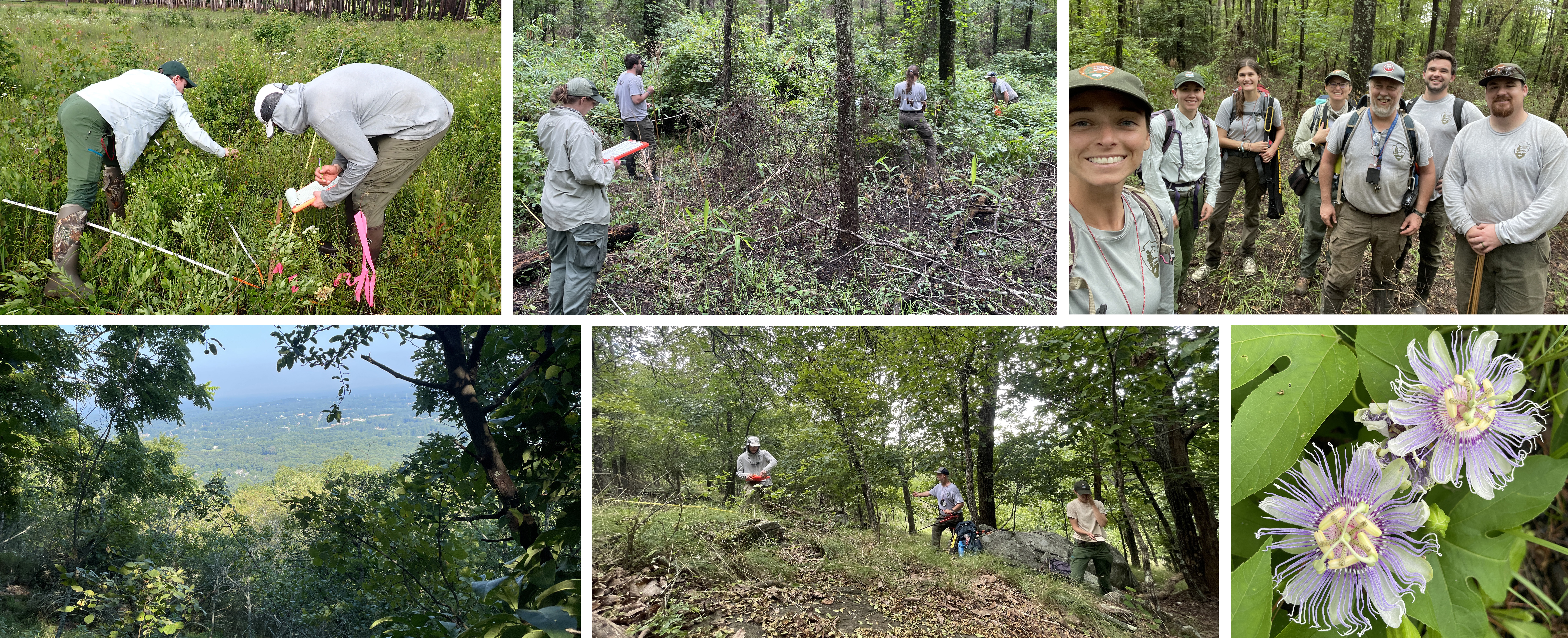 Group of photos showing veg plots and fieldwork