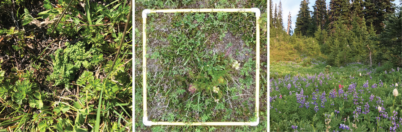 Three images of vegetation. Left: Close-up of small plants. Center: square-frame plot made of PVC pipes lying on vegetation. Right: Landscape view of meadow.