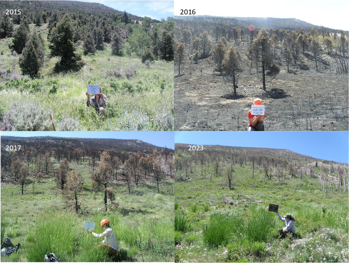 VegPlot_Before-After VegPlot_Before-After