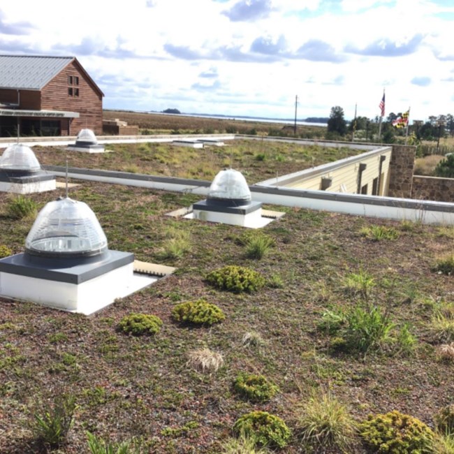 Vegetative roof at Harriet Tubman Underground Railroad Visitor Center Photograph of grass growing on top of a roof.