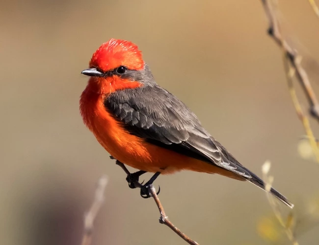 Vermilion flycatcher A red and black bird perches on the twig of a tree. Its head and chest are bright red. Its wings and eyes are black.