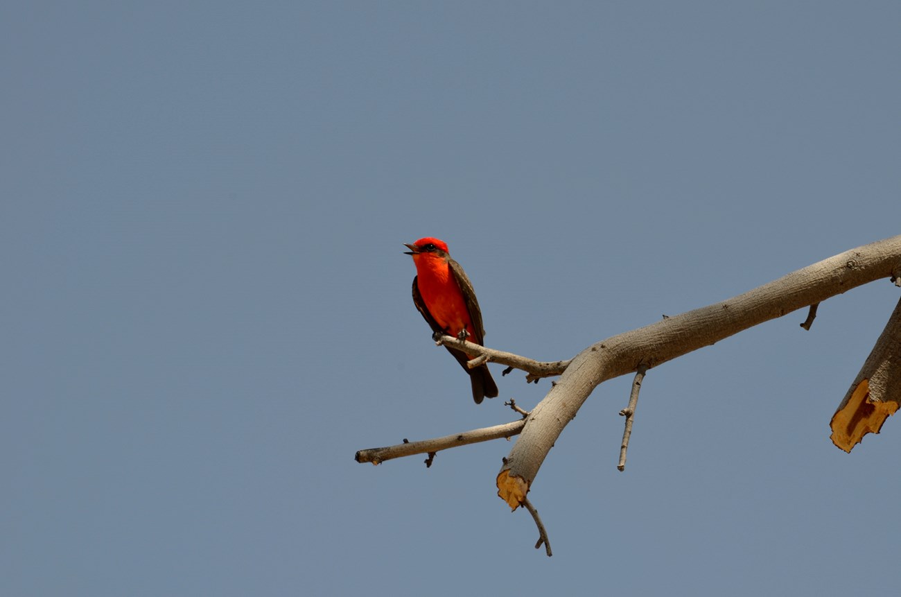 Vermillion flycatcher a small bright red vermillion flycatcher bird