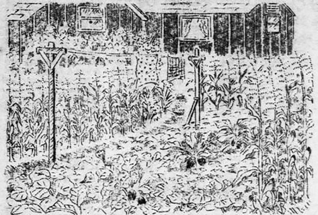 Black and white sketch drawing of rows of plants in front of a camp barrack.