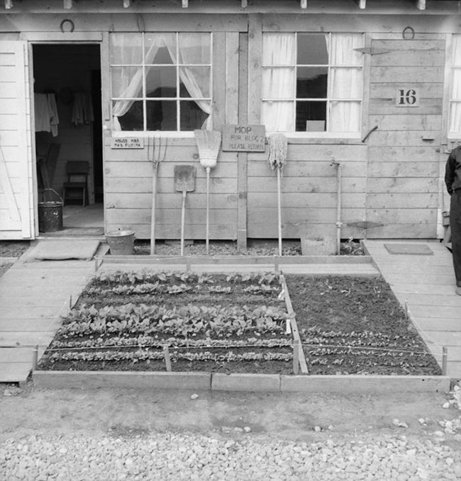Black and white photo of a garden plot between two front doors. The left door is open and we can see a chair, bucket, and clothes. There are curtains in the windows. A line of tools stands against the wall. The garden is in the foreground.