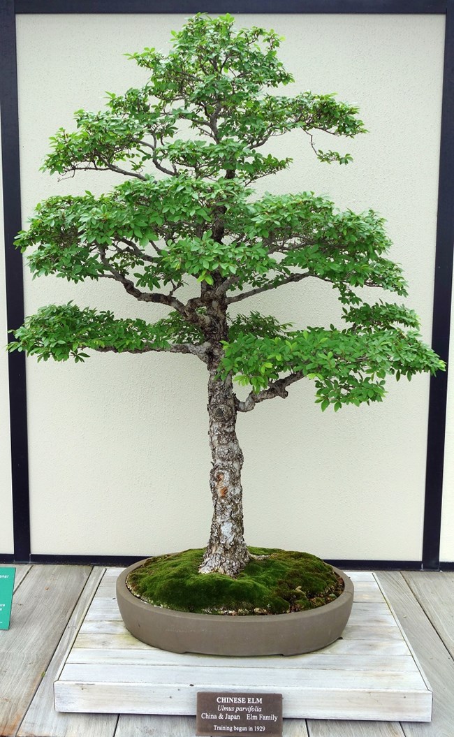 Color photo of a Chinese elm as a bonsai tree.