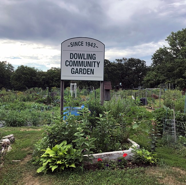 Color photo showing several plots at the Dowling Community Garden, full of growing plants. In the center of the photo is the sign for the gardens.