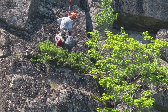 Park ranger wearing an orange helmet and a belt with bags and tools hangs from a rope on a sheer cliff face