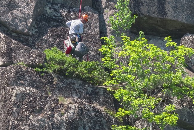 Park ranger wearing an orange helmet and a belt with bags and tools hangs from a rope on a sheer cliff face Park ranger wearing an orange helmet and a belt with bags and tools hangs from a rope on a sheer cliff face