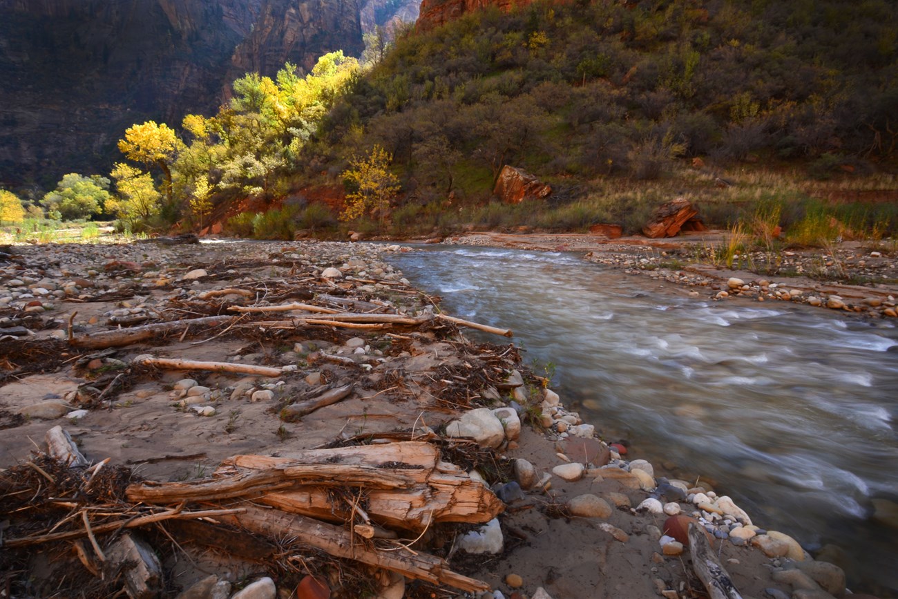 Virgin River The Virgin River flowing through Zion National Park