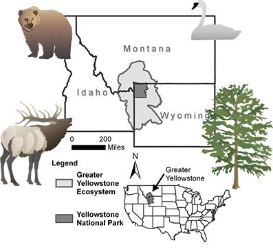 A map of the Greater Yellowstone Ecosystem and Yellowstone National Park in Wyoming, Montana, and Idaho with illustrations of an elk, a grizzly bear, a trumpeter swan, and a whitebark pine.