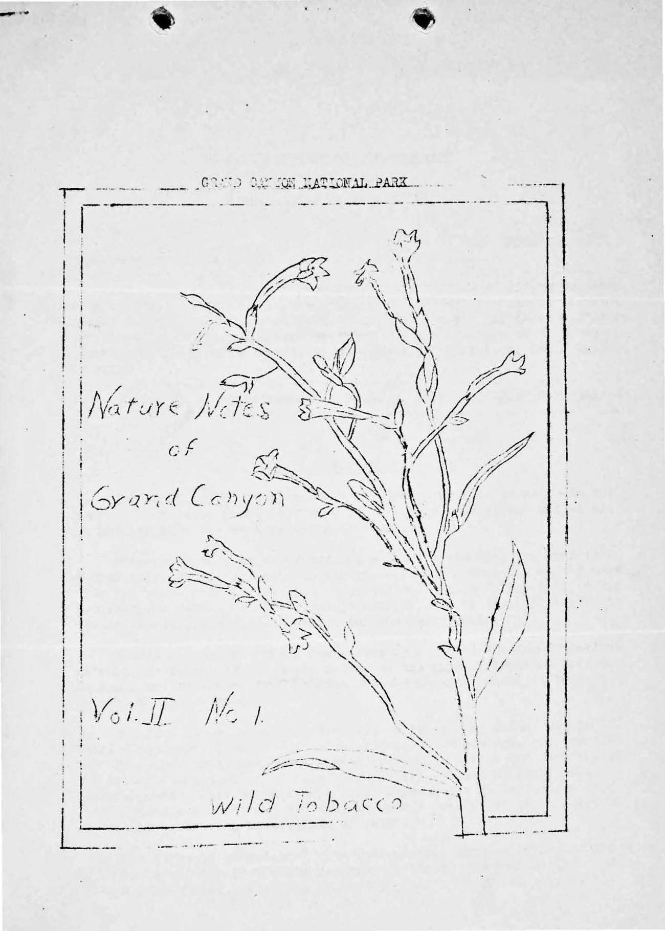 A black and white pencil sketch of a wild tobacco plant. Above the sketch says “Grand Canyon National Park.” To the left of the plant says “Nature Notes of Grand Canyon.” The bottom left says “Vol. II No 1.” Bottom says “wild tobacco.” A black and white pencil sketch of a wild tobacco plant. Above the sketch says “Grand Canyon National Park.” To the left of the plant says “Nature Notes of Grand Canyon.” The bottom left says “Vol. II No 1.” Bottom says “wild tobacco.”