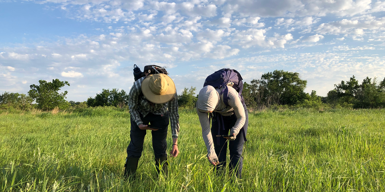 Washita Battlefield National Historic Site Two field scientists lean down to examine tall green grasses.