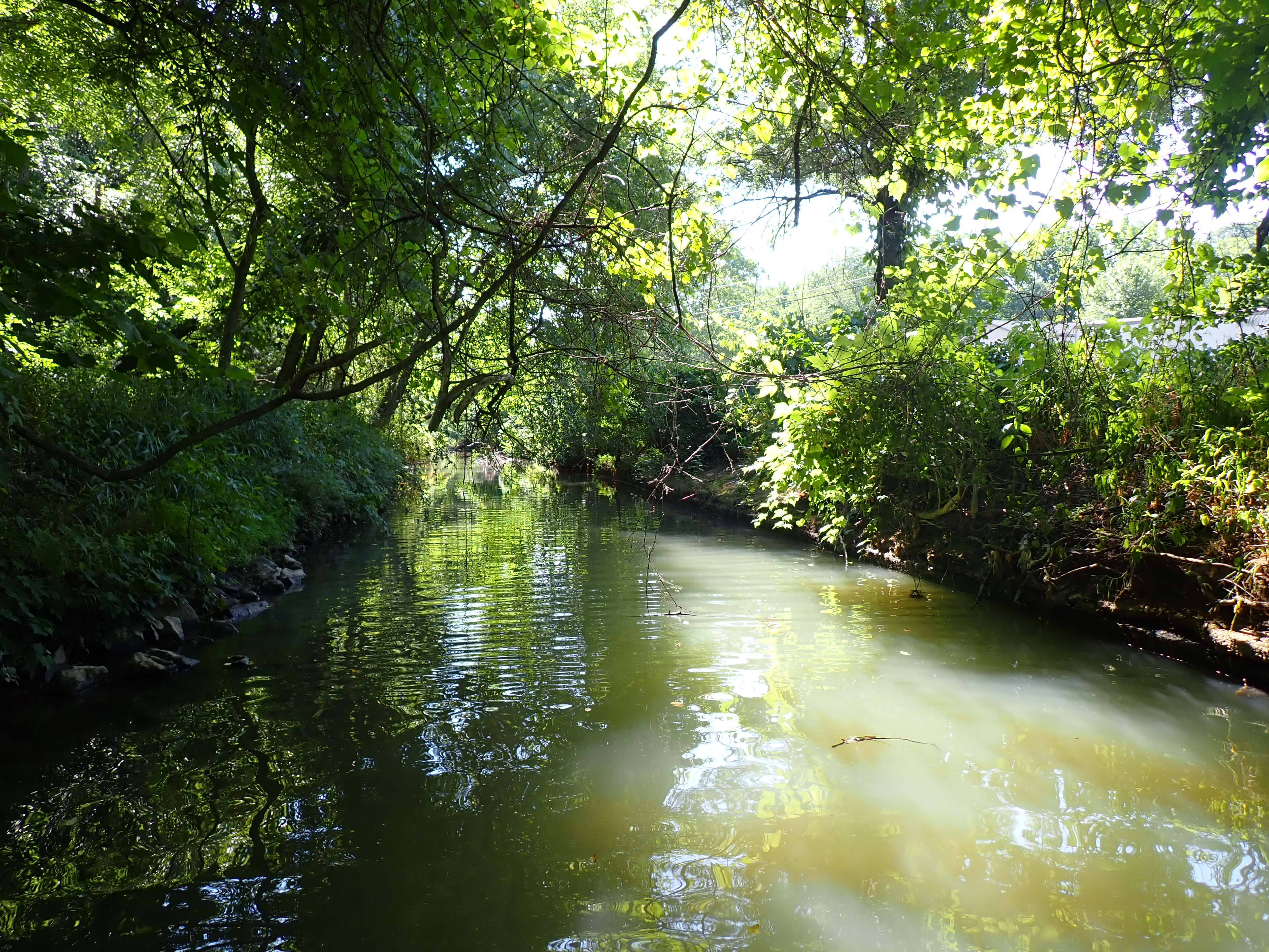 A wide stream surrounded by lush green shrubs and trees.