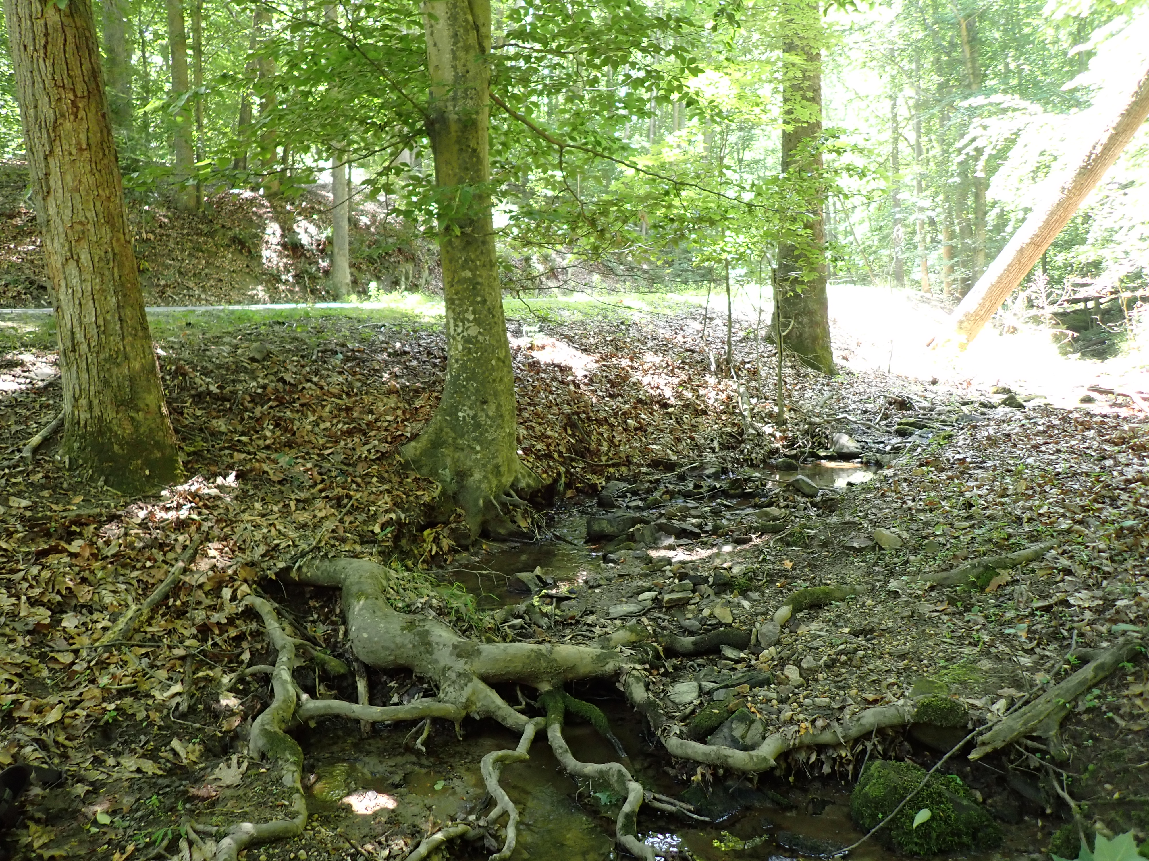 A thin creek full of rocks and covered with tree roots runs through a forest.