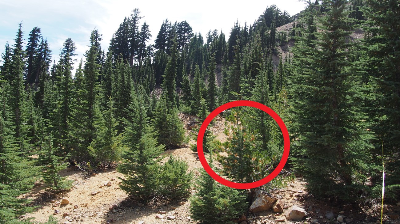Hillside dominated by mountain hemlock, with a lone whitebark pine.