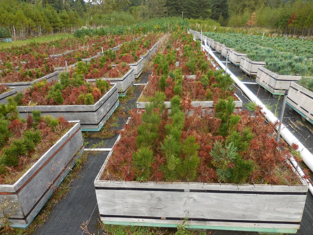 Row of boxes, each containing a mix of green and brown pine seedlings