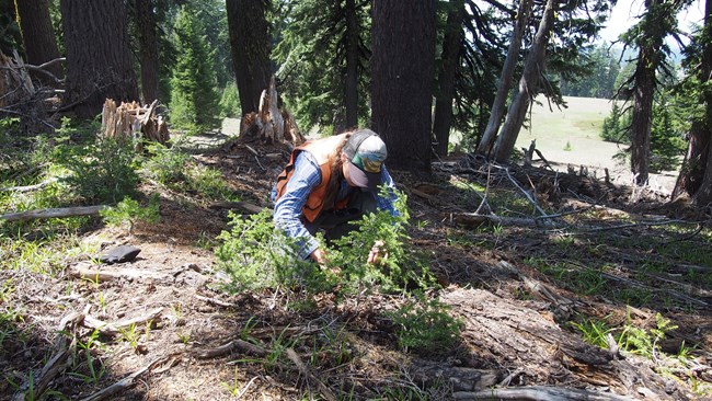 Woman leans down to examine an evergreen seedling in the forest.
