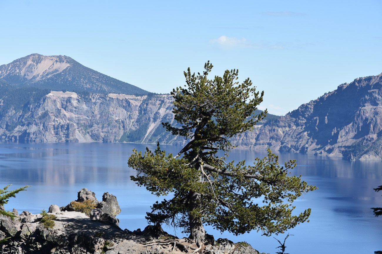 Mature but scraggly pine tree on rim of large, blue Craker Lake inside a caldera.