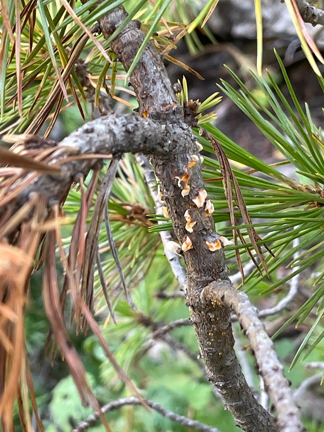 Yellow blisters erupt from the bark of a pine branch.