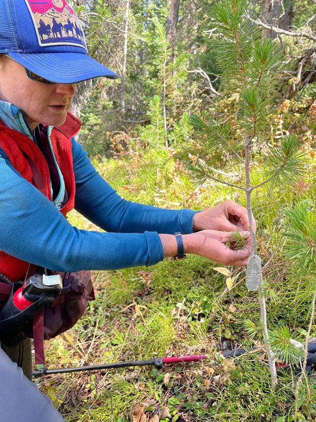 Technician applying a metal tag to a young pine tree.
