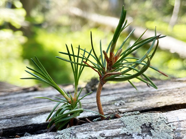 Two seedling pines grow out of a log.