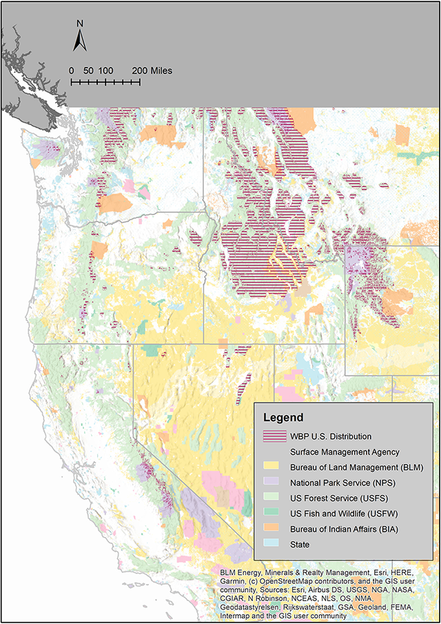 Whitebark pine habitat and agency map Western United States with a magenta striped overlay showing whitebark pine habitat. It's mostly concentrated in Idaho and western Wyoming and Montana. Patches also exist in mountainous areas of WA, OR, and eastern CA, and in a few spots in northern NV.
