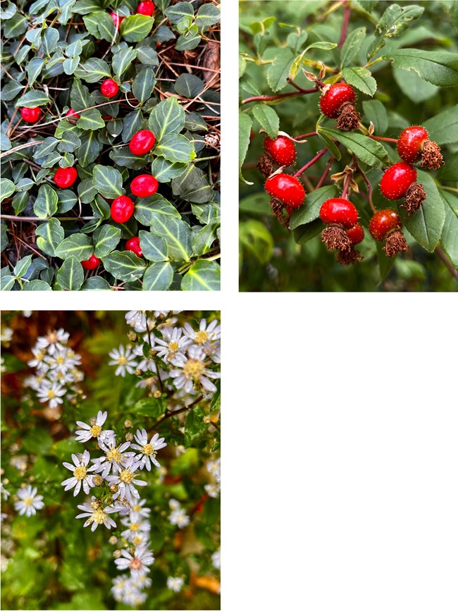 Thimbnail image of three plants in bloom