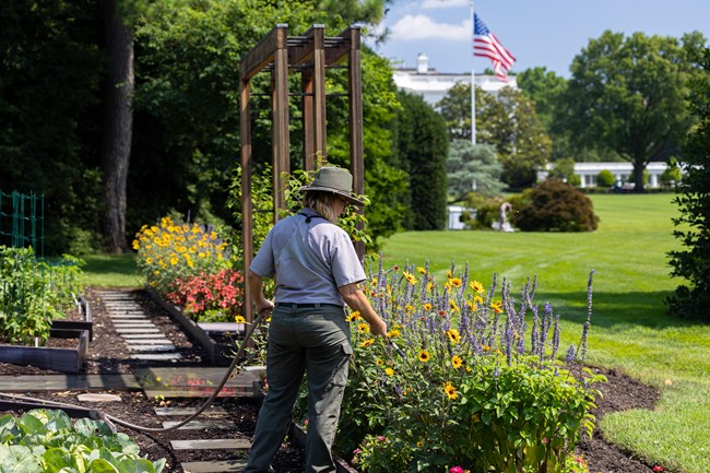 WHHO_NPS Staff_Kitchen Gardens_20250625_NKing_005 A female gardener in NPS uniform waters flowers near the White House with a large US flag in the distance.