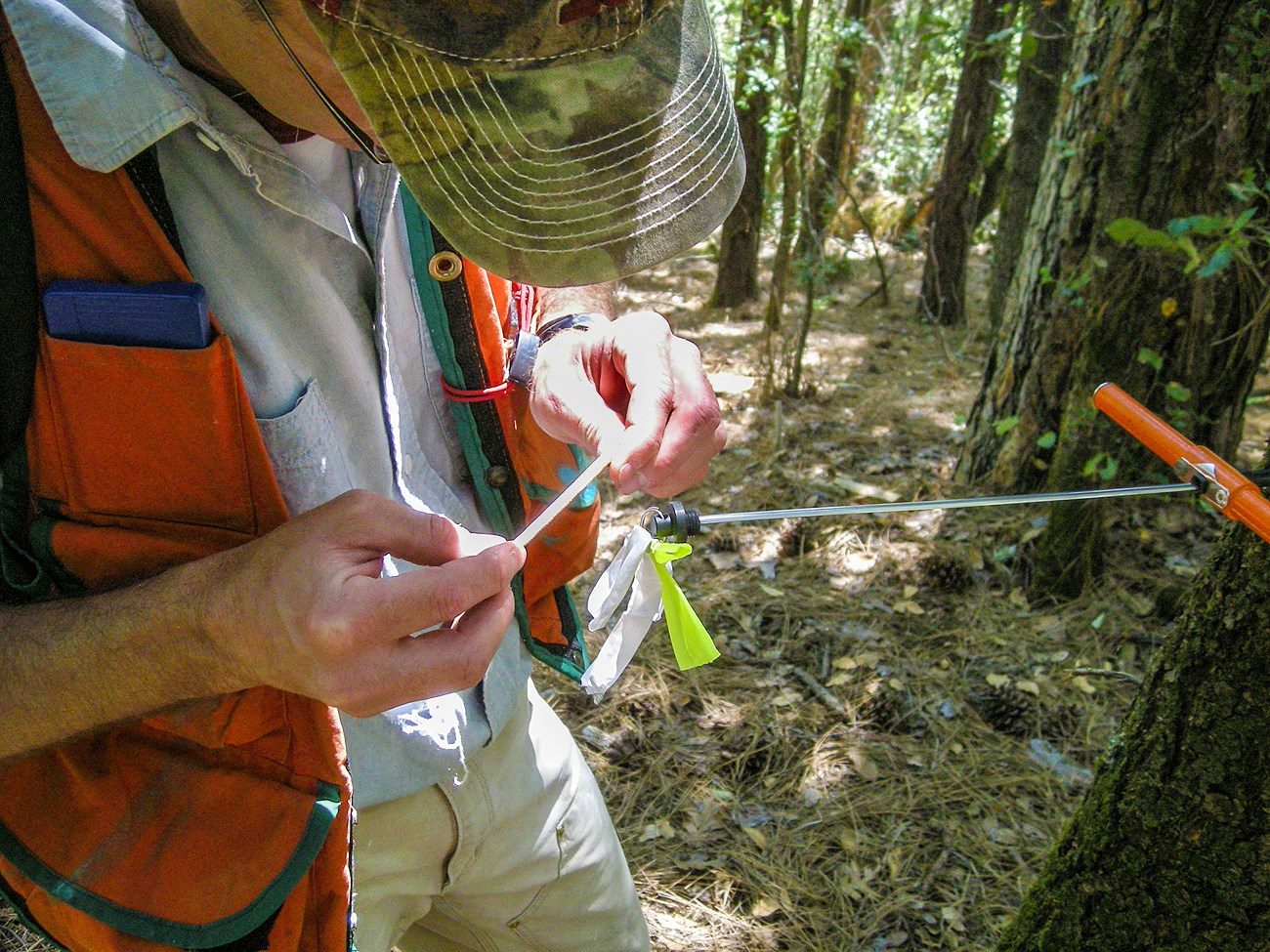 Person in a camouflage hat and orange vest looks down at a thin strip in his hands. Beside him, a metal coring device is wedged in the trunk of a tree.