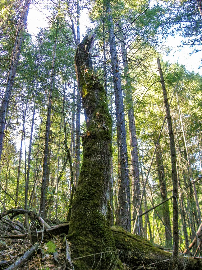 Moss-covered tree trunk broken off ~20 feet off the ground, surrounded by several towering Douglas fir trees.